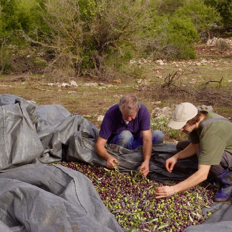 "Menschen bei der traditionellen Olivenernte inmitten eines sonnigen Olivenhains. Dieses Bild vermittelt die Hingabe und Handarbeit, die in die Herstellung von hochwertigem, extra nativem Olivenöl einfließen