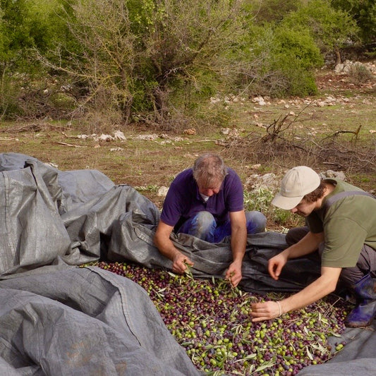 "Menschen bei der traditionellen Olivenernte inmitten eines sonnigen Olivenhains. Dieses Bild vermittelt die Hingabe und Handarbeit, die in die Herstellung von hochwertigem, extra nativem Olivenöl einfließen