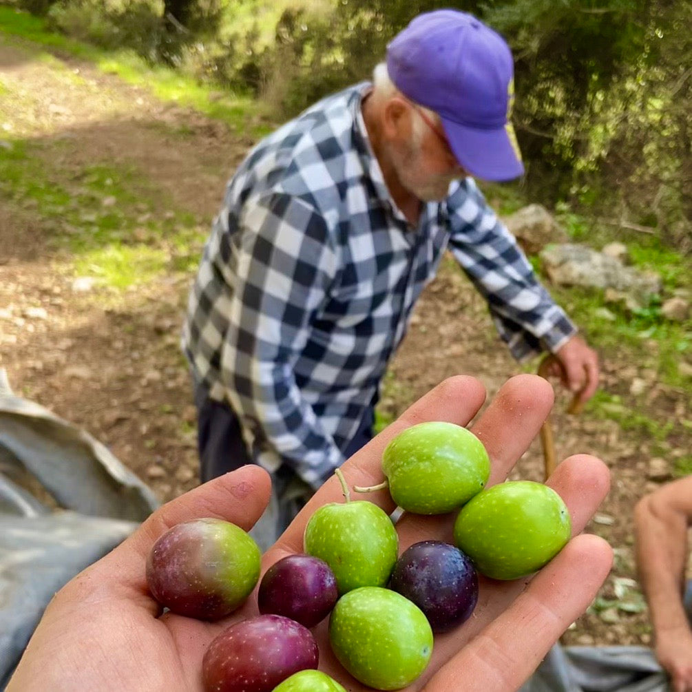 "Eine Hand hält frische Oliven, während ein älterer Herr im Hintergrund im Olivenhain arbeitet. Dieses Bild steht für die Hingabe und die traditionelle Handarbeit, die in die Herstellung von hochwertigem, extra nativem Olivenöl einfließen.