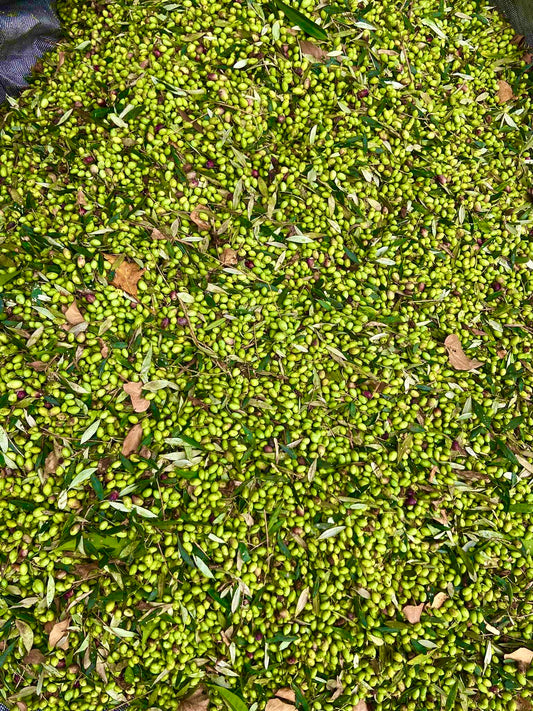 Frisch geerntete Oliven, die sorgfältig auf einer Plane im Olivenhain ausgebreitet sind. Dieses Bild verkörpert die traditionelle Erntemethode und die natürliche Verarbeitung, die in die Herstellung von hochwertigem, extra nativem Olivenöl einfließen.